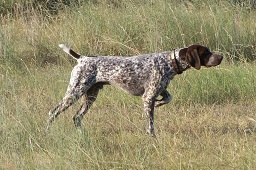 Dog of breed Pointer