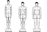 ectomorph, mesomorph, endomorph